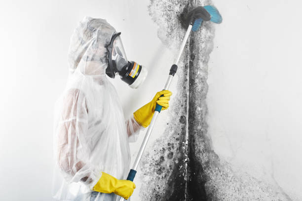 Best Mold Prevention Services  in Wheeler Af, HI