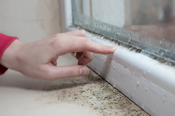  Wheeler Af, HI Mold Removal Pros